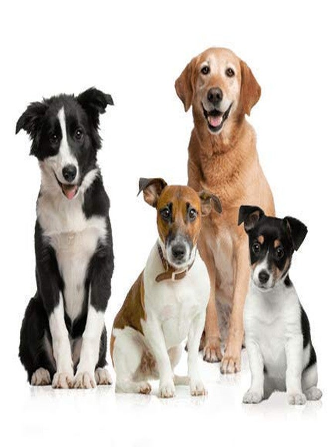 Smart Pups طقم سمارت بابز للكلاب الصغيرة، يتضمن حزامًا وطوقًا قابلين للتعديل (مقاوم للماء، مصنوع من النايلون) (أحمر، صغير) - Image 4